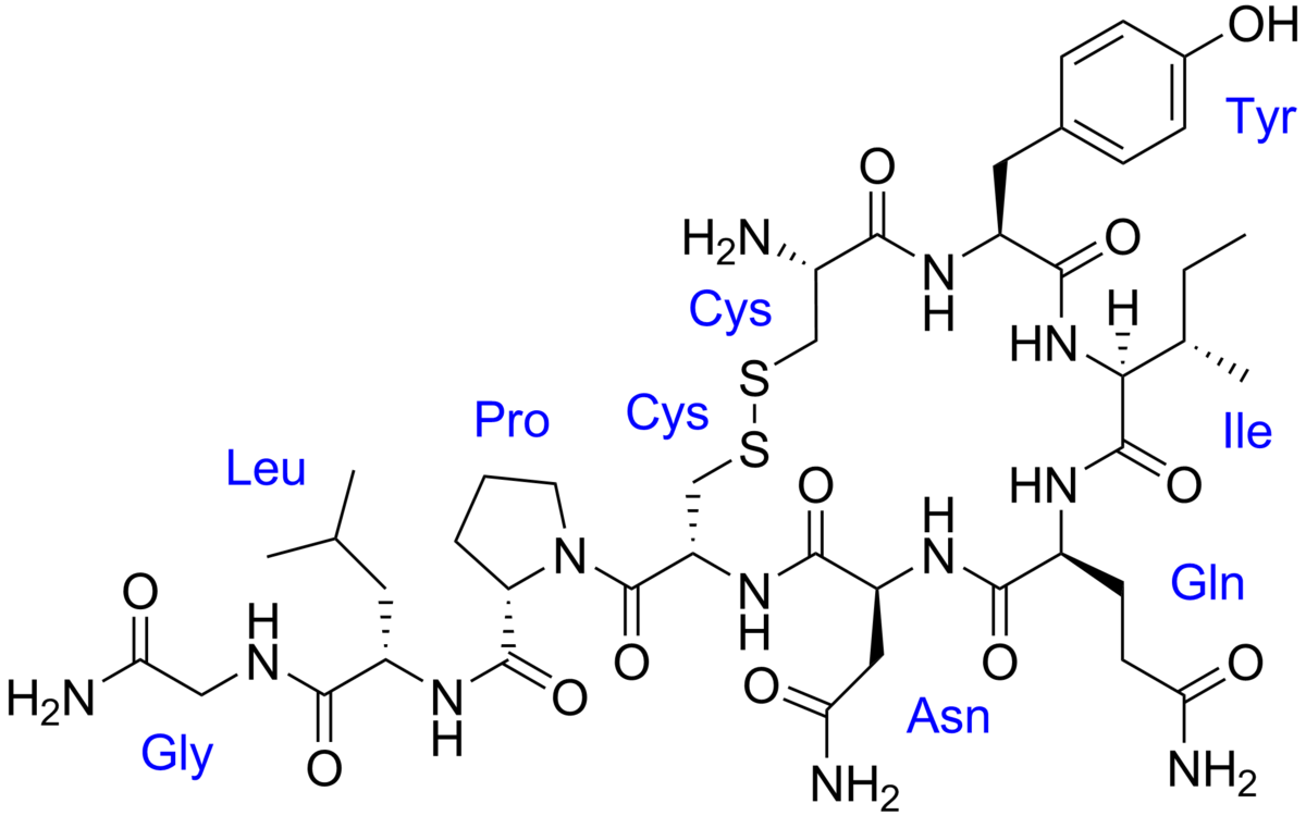 oxytocin